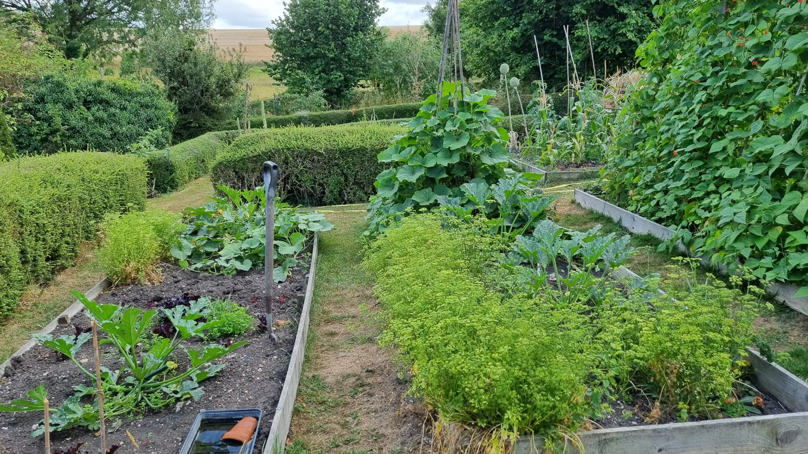 Raised vegetable beds in a community garden